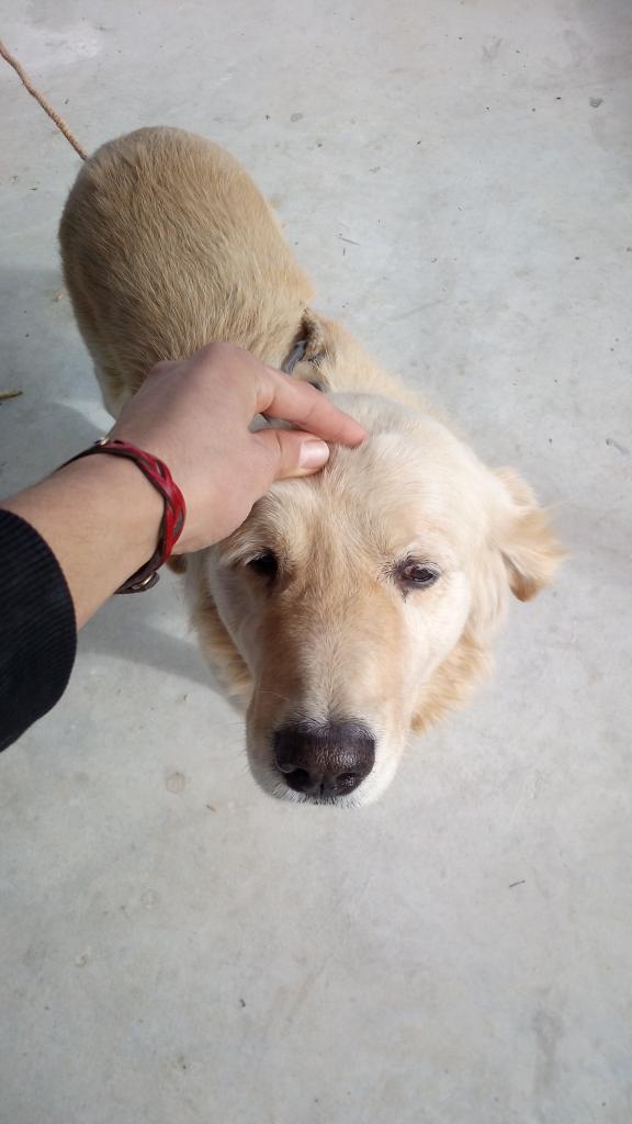 Adin ne senin yavrum