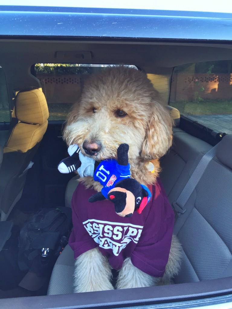jma161's tweet photo. Happy #maroonfriday from Dan! Oxford bound! #HailState #BeattheBlackBears @CoachDanMullen @stricklinMSU http://t.co/YJnvR07WcA