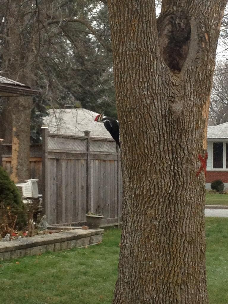 ChazGorman's tweet image. Name that bird. Saw this guy chippin away walkin to bus. He is so hard headed. #wtfevolution