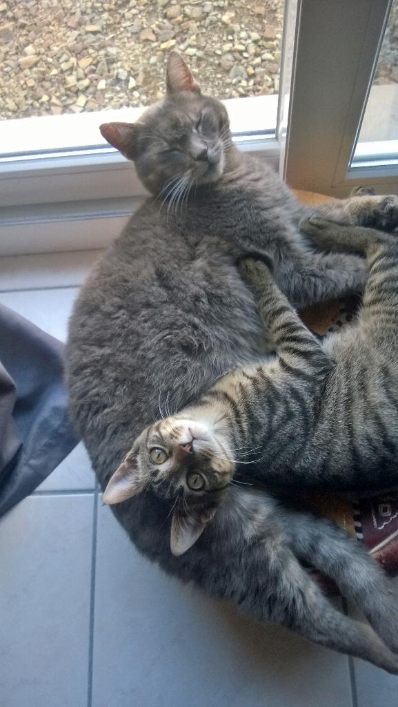 ManonKoba's tweet photo. Si les chats si mettent  ... #CompetStrat http://t.co/DVAdWCvAic