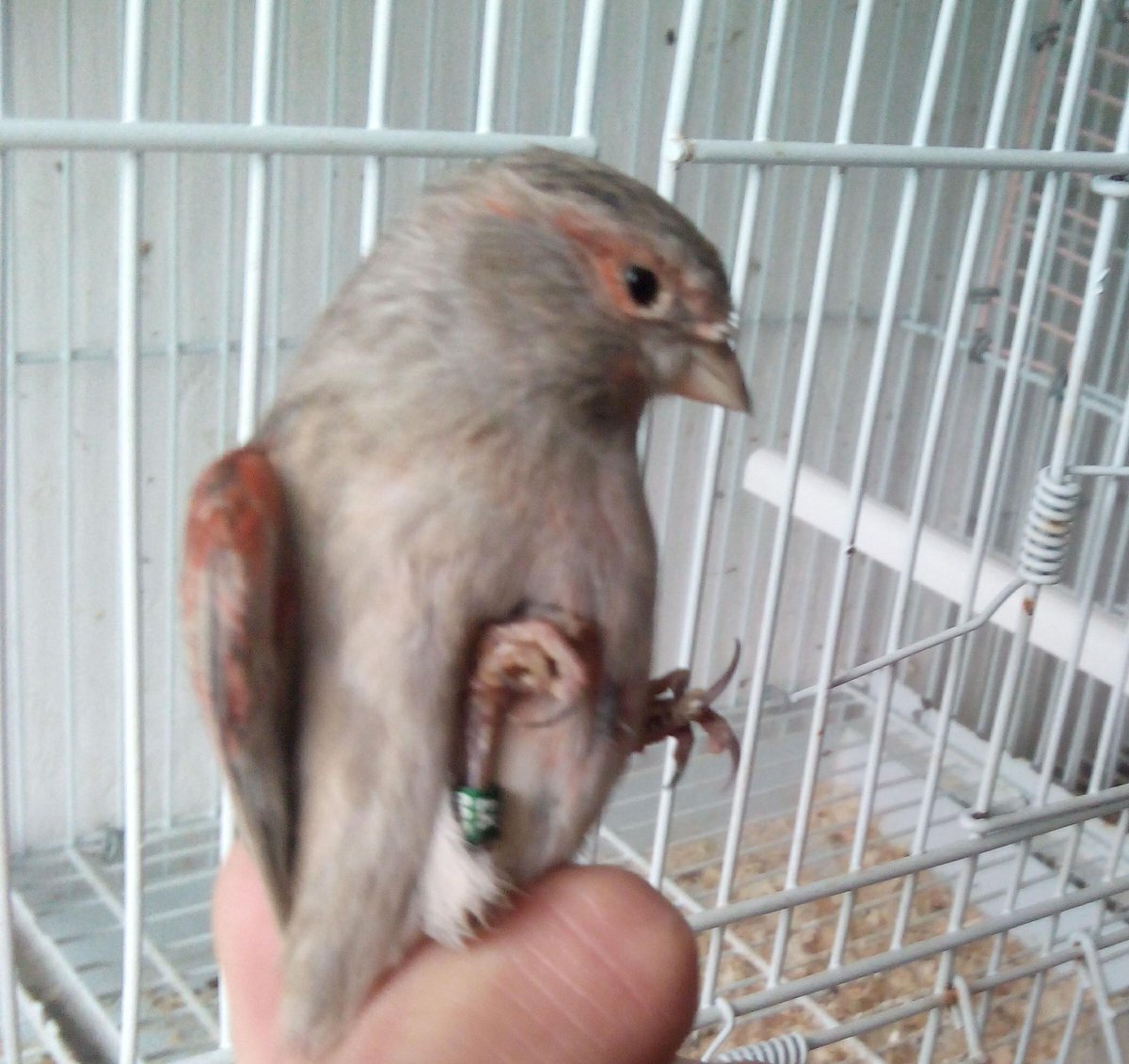 aviarioRSO's tweet photo. Hembra alas grises http://t.co/NB3qS52GWP