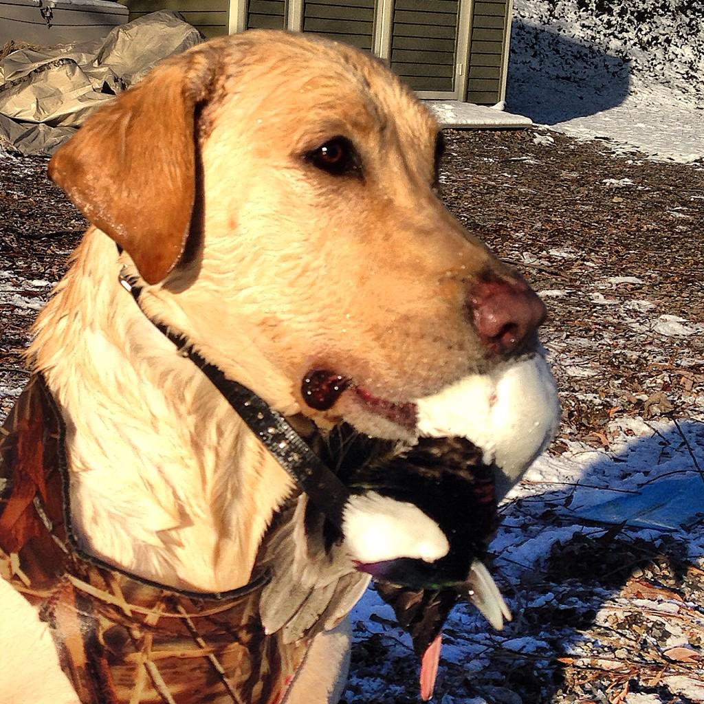 LoneDuckApparel's tweet photo. Bucks first Bufflehead! On Black Lab Friday! 25%off everything w/ promo code: blacklab http://t.co/AaC4l3yt9O