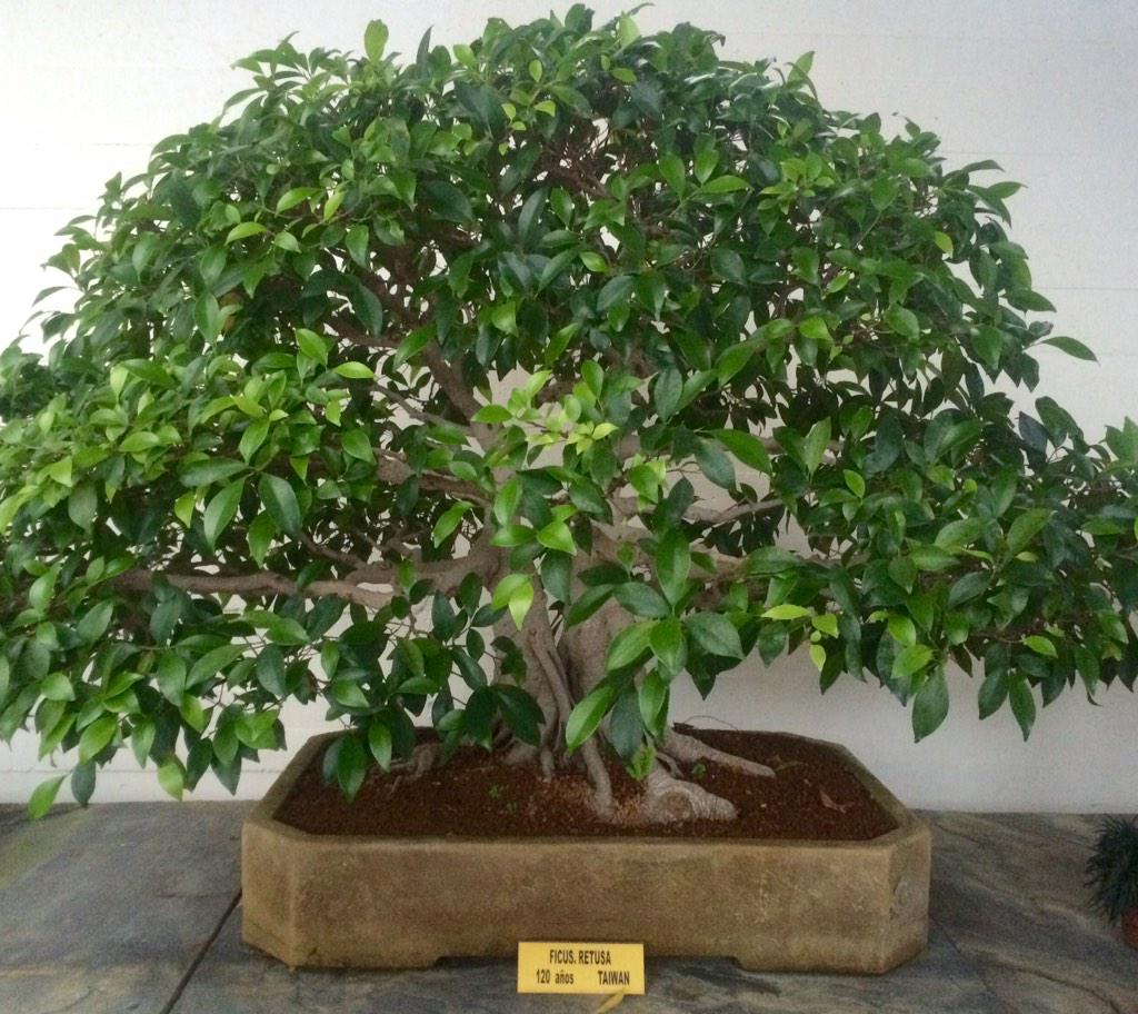 SophieSerraris's tweet photo. Admiring 400 year old mini trees and their younger friends at the Bonsai Museum #treeheritage #Marbella http://t.co/yKeUIxsarM