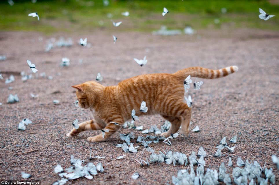 The Cult Cat (@elverojaguar) on Twitter photo 