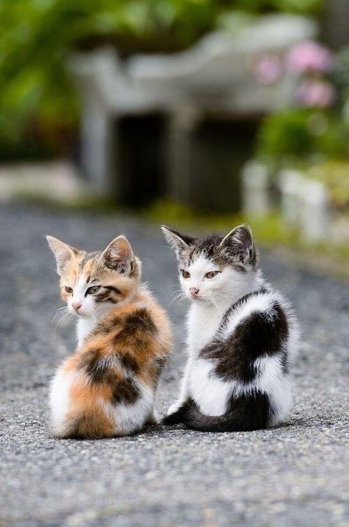 CuteAnimalsBaby tweet picture