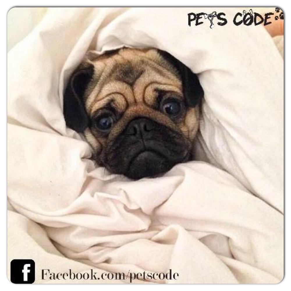 petscode's tweet photo. soo cold http://t.co/c4OdUMsAFZ