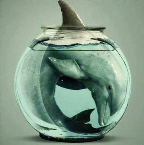 Penangkaran itu kejam! Ayo sama2  stop pertunjukan lumba di hotel di Bali! Pls RT #FreeBaliDolphins cc <a href="/8rianna_/">Brianna Simorangkir</a>