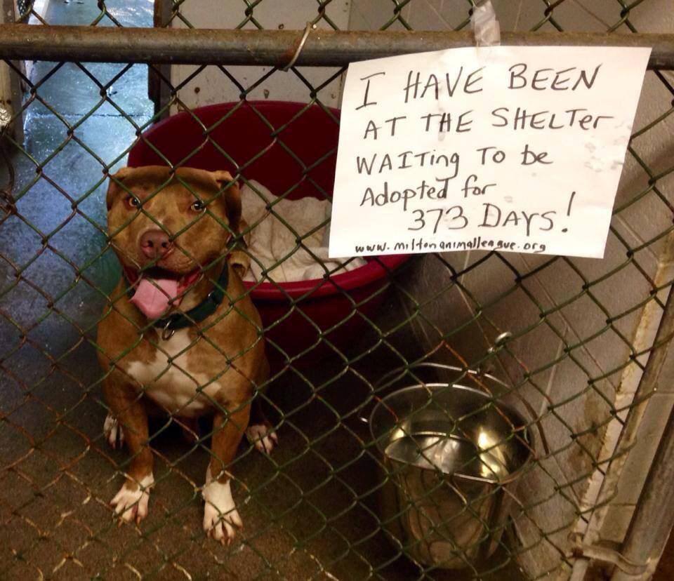 Bronxnduke's tweet photo. Milton Animal Shelter....please share so this pup has a greater chance of finding a permanent home 🐾 #animalrescue http://t.co/V22mEaSmJL