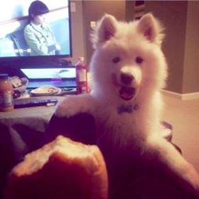 AASBC's tweet image. SURREY BC – SPCA raid and seizure leads to ‘emotional damage' lawsuits against the SPCA:  ow.ly/EZN28