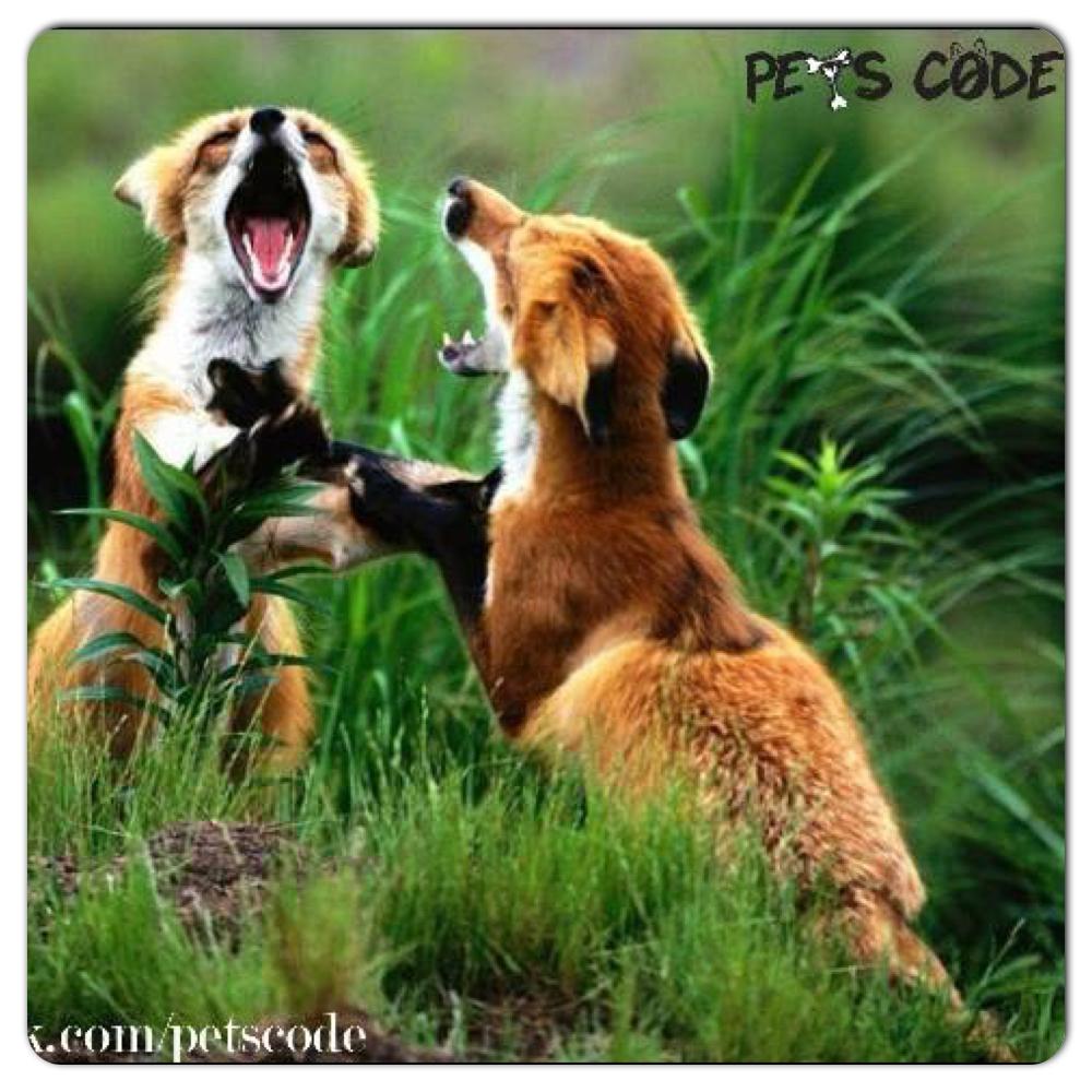 petscode's tweet photo. pic http://t.co/K8tYGBY0AA