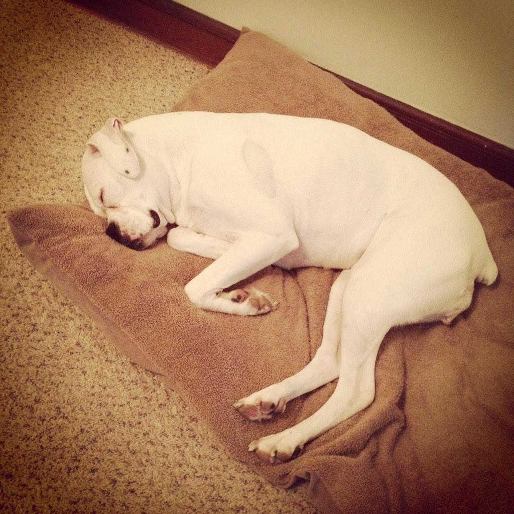 RomanReignsRP_'s tweet photo. R.I.P Casper..
I miss you already. ❤️ http://t.co/RAMTmbFixv
