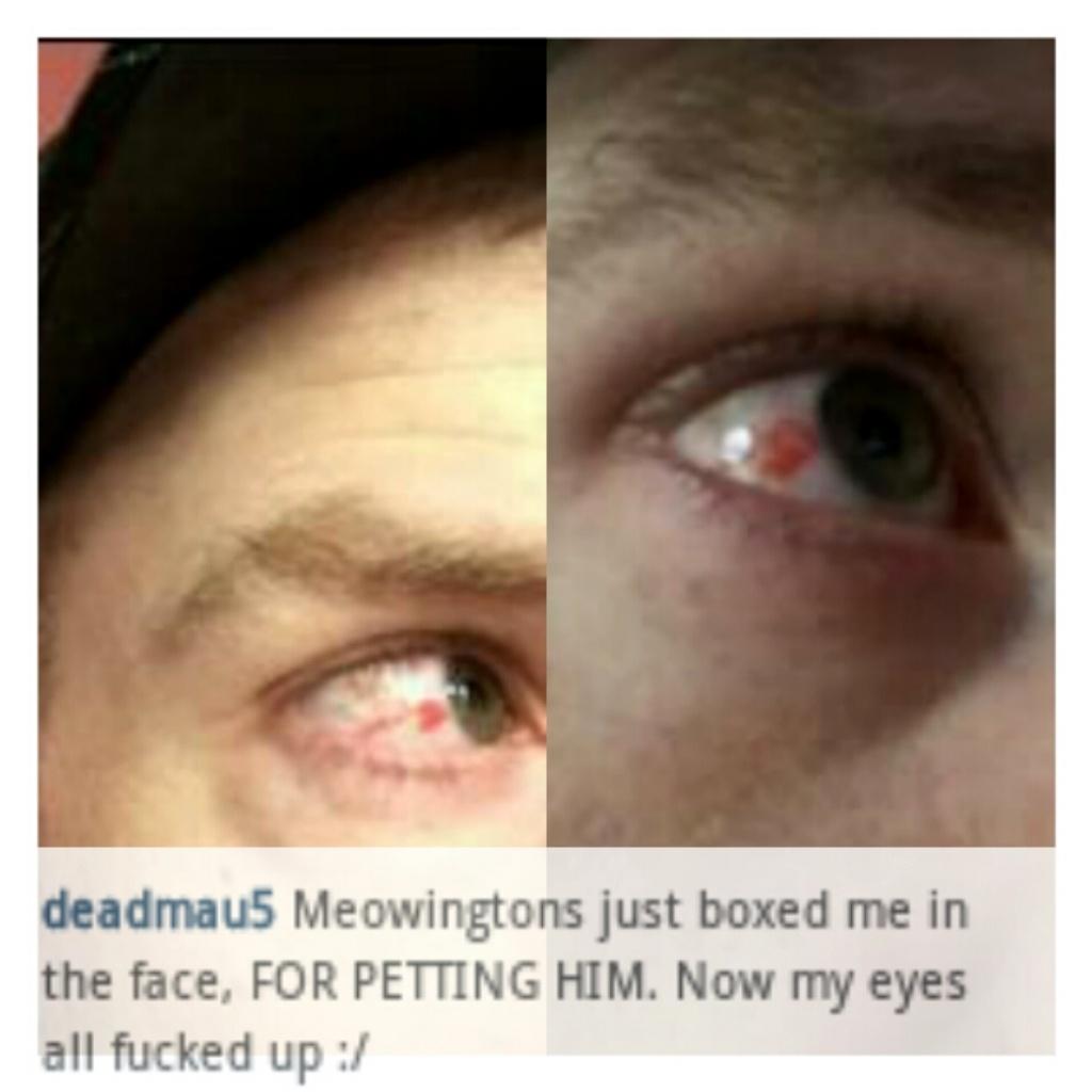 official_jsm's tweet photo. News: @deadmau5 fue golpeado por @meowingtons_pHd (su gato) a causa de haberlo acariciado.
- Es gracioso y tierno! :3 http://t.co/jgkmmJ86QA