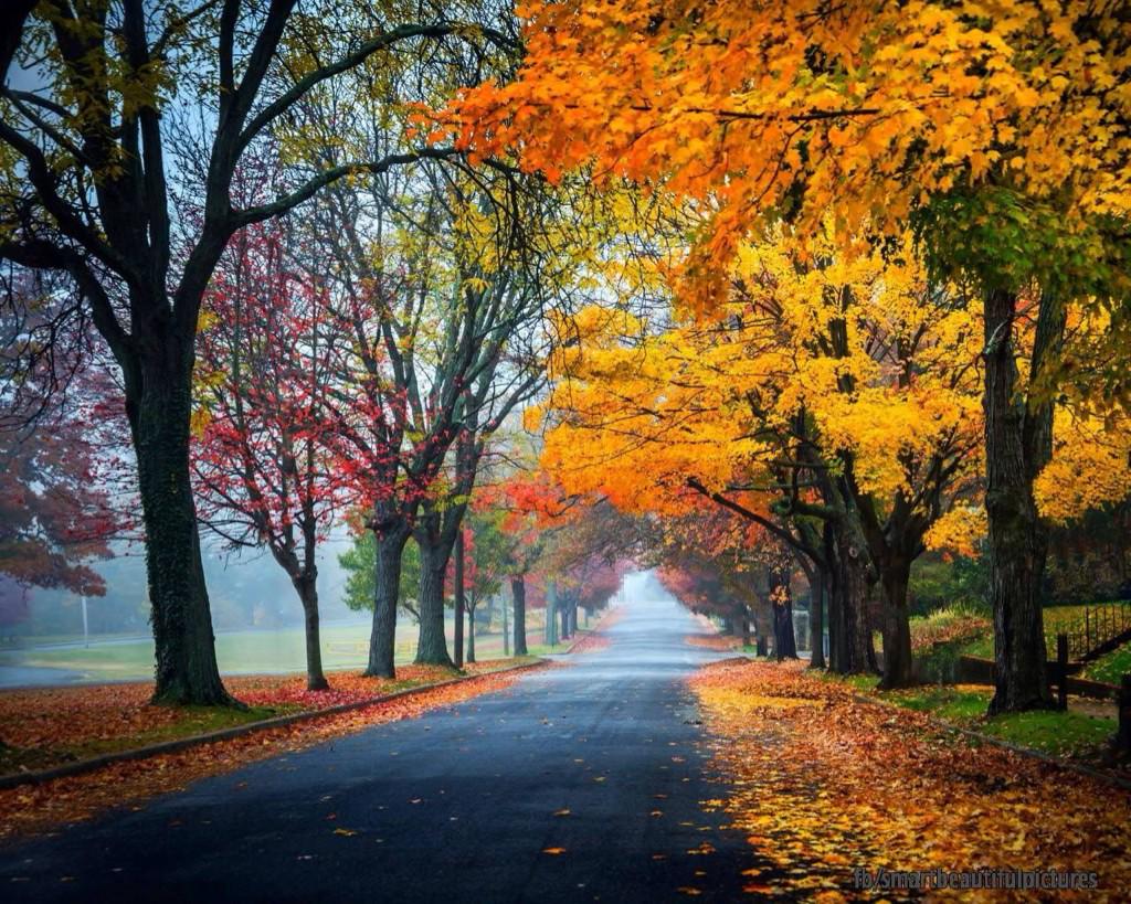 EL OTOÑO SE ACERCA CON MUY POCO RUIDO...* - Página 28 B3jUTMiCQAAxVF1