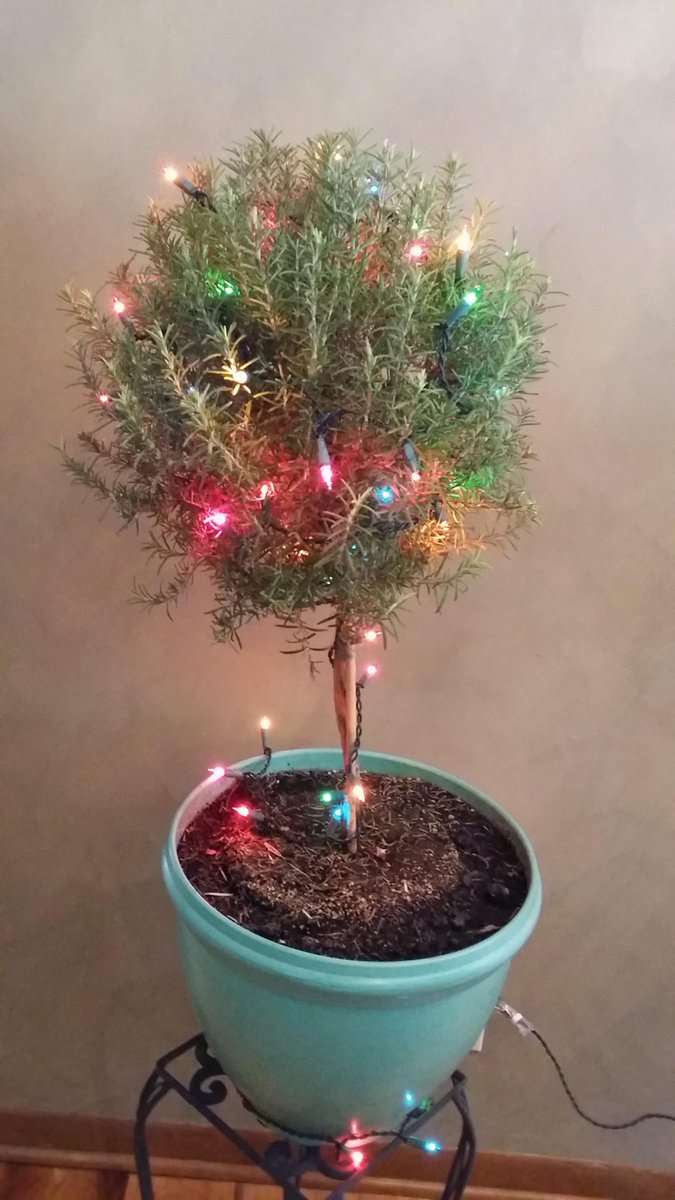 hefedshefed's tweet photo. Decorating our rosemary tree for the holidays! http://t.co/MmlUTIiQuk