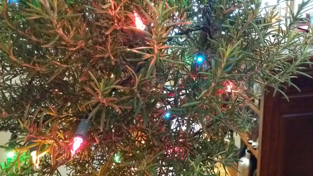 hefedshefed's tweet photo. Decorating our rosemary tree for the holidays! http://t.co/MmlUTIiQuk