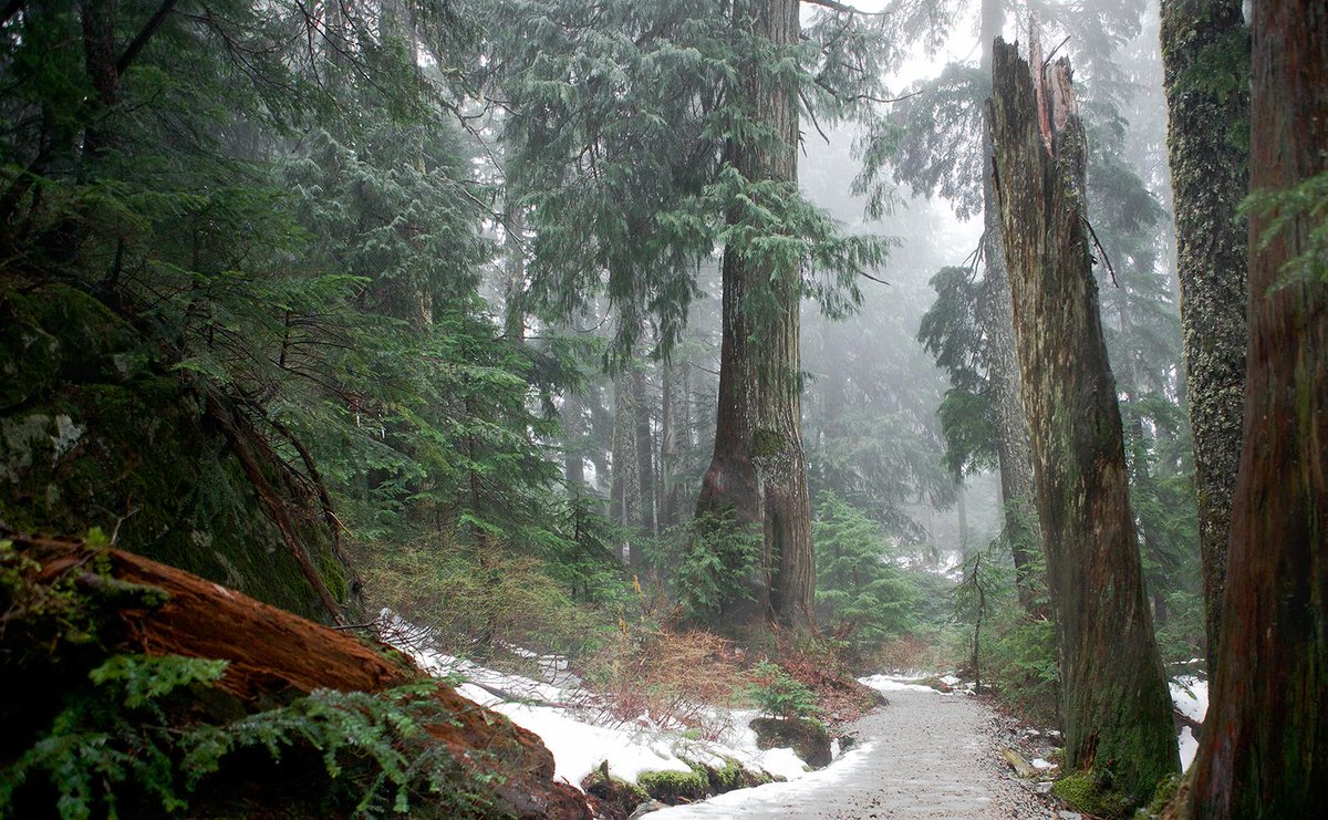 Solo run in the woods.
briceferre.tumblr.com/post/103824458…
<a href="/SalomonRunning/">Salomon Running</a> <a href="/CanadianRunning/">Canadian Running</a>
<a href="/mec/">MEC</a>
#trailrunning