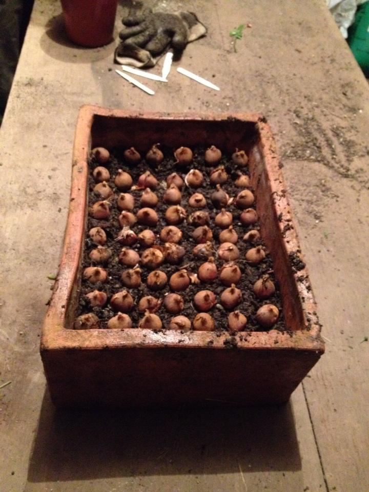 Tulip batalinii Bright Gem Chinese style