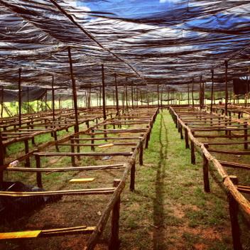 Cafefrancisco1's tweet image. 100% drying on Africans beds at BENEFICIO LA ESTRELLA Ocotal, Nueva Segovia @caravelacoffee @AFVALIENTE