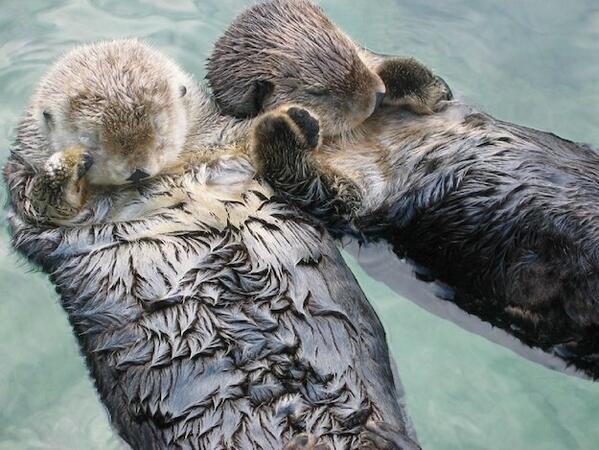 awkwardgoogle's tweet photo. Otters hold hands while they sleep so they don't float away from each other. http://t.co/GSgv8viDdH