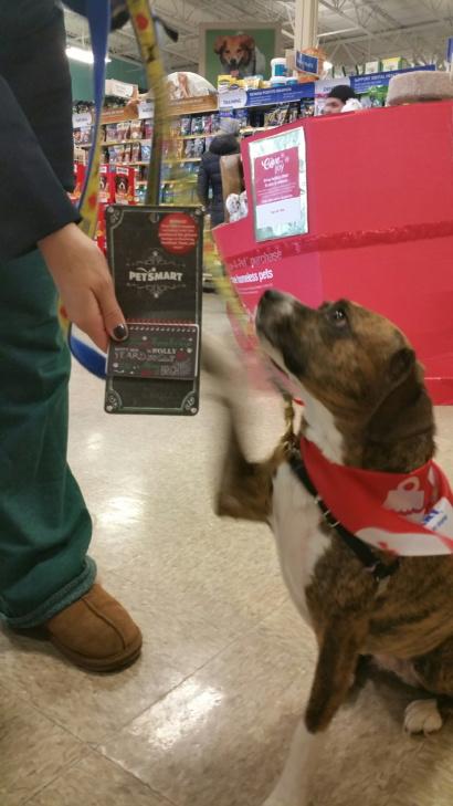 1582Petsmart's tweet photo. 🎉🎉congratulations Bella!!🎉🎉 our $100 gift card winner!!! You deserve it girl 😀❤️#eastpetm #petsmart #blackfriday http://t.co/7SMuP3tyMS