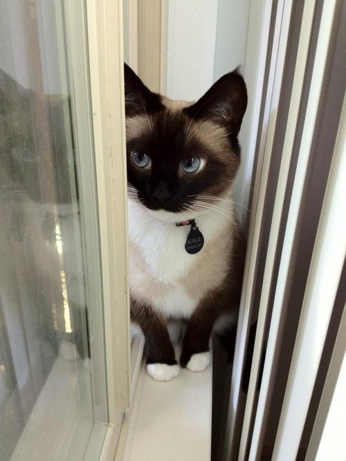 fckali's tweet photo. this is easily the most attractive cat i have ever laid eyes on http://t.co/6W7xSButFO