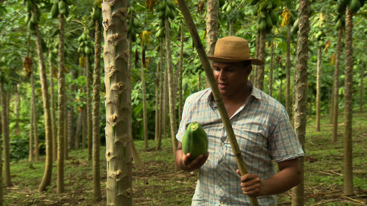 Telemetro's tweet photo. Mañana 7pm .@FreddSantana13 alias "el mentolato" de .@alopanameno nos enseña cómo se produce la papaya! #TaMasBueno http://t.co/oizRsutE2y