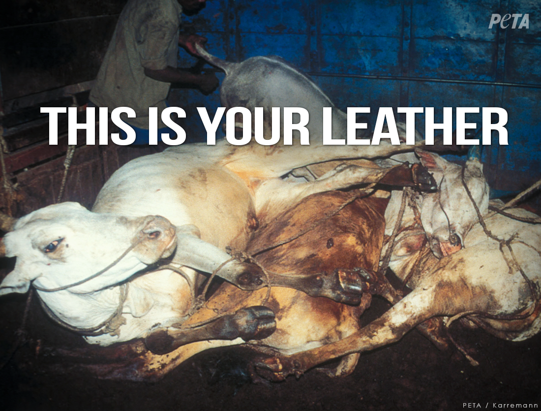 peta tweet picture