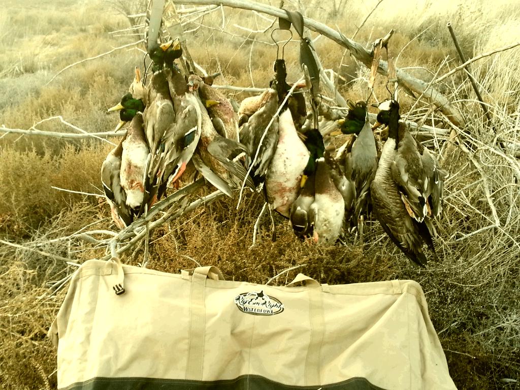 TeskeyMitch's tweet photo. 4 man limit did it again in WA!  2 bonus honks, #publicand @RigEmRight  @SDG_Calls @DakotaDecoy @GrindWaterfowl http://t.co/9n7FhFuqeY