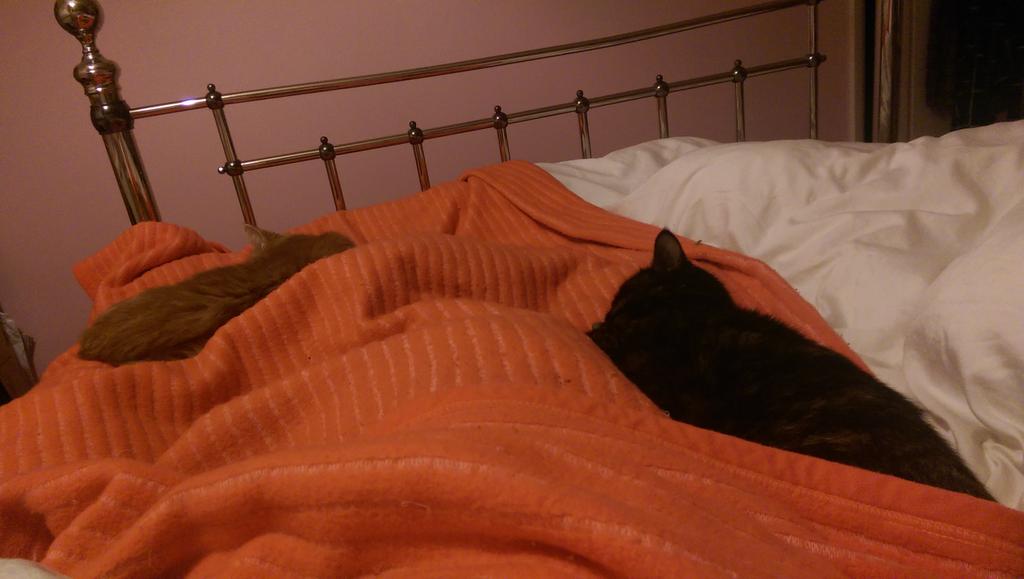 blondemel47's tweet image. No wonder am hot in bed n got no leg room, lol. They've got rt idea tho!! #CalmingInfluence #AlwaysHelpMeSleep