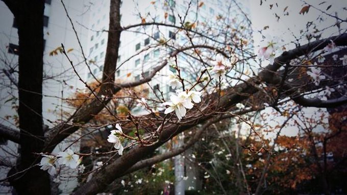 昨日友達が見つけた冬の桜！ 目黒川のピンクの  冬の桜まつり  で勘違いしたのかな？ http://t.co/Brpc7Unyad