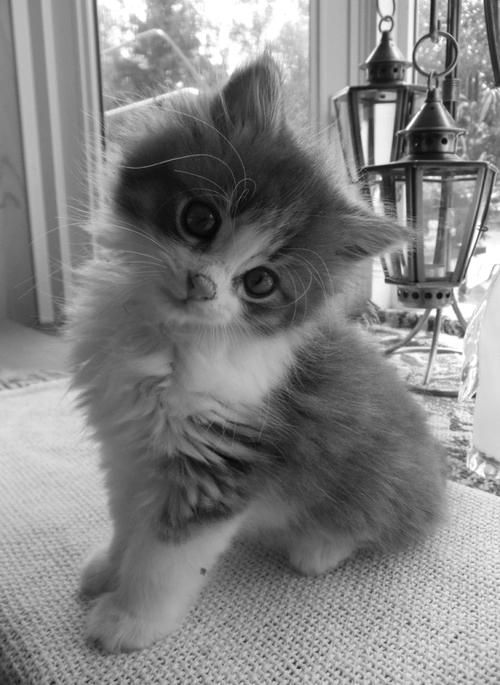 The Cult Cat (@elverojaguar) on Twitter photo 