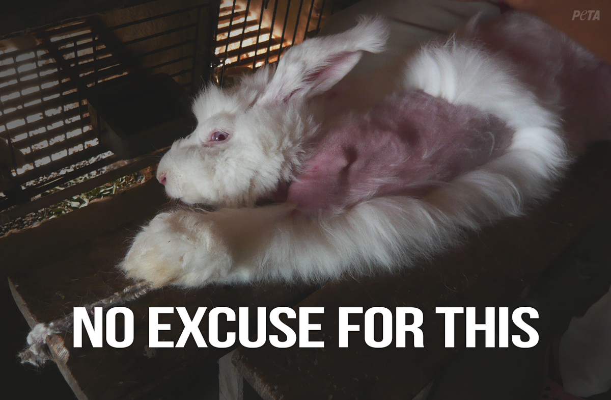 peta tweet picture