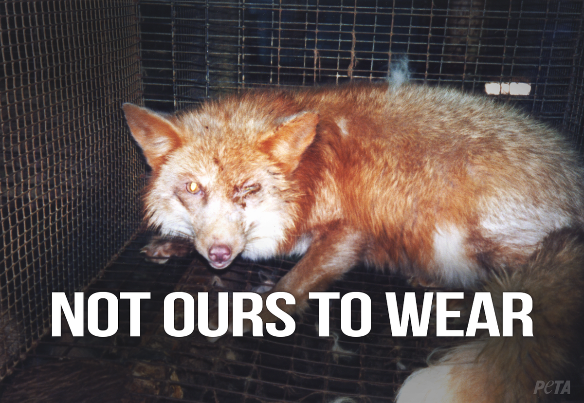 peta tweet picture