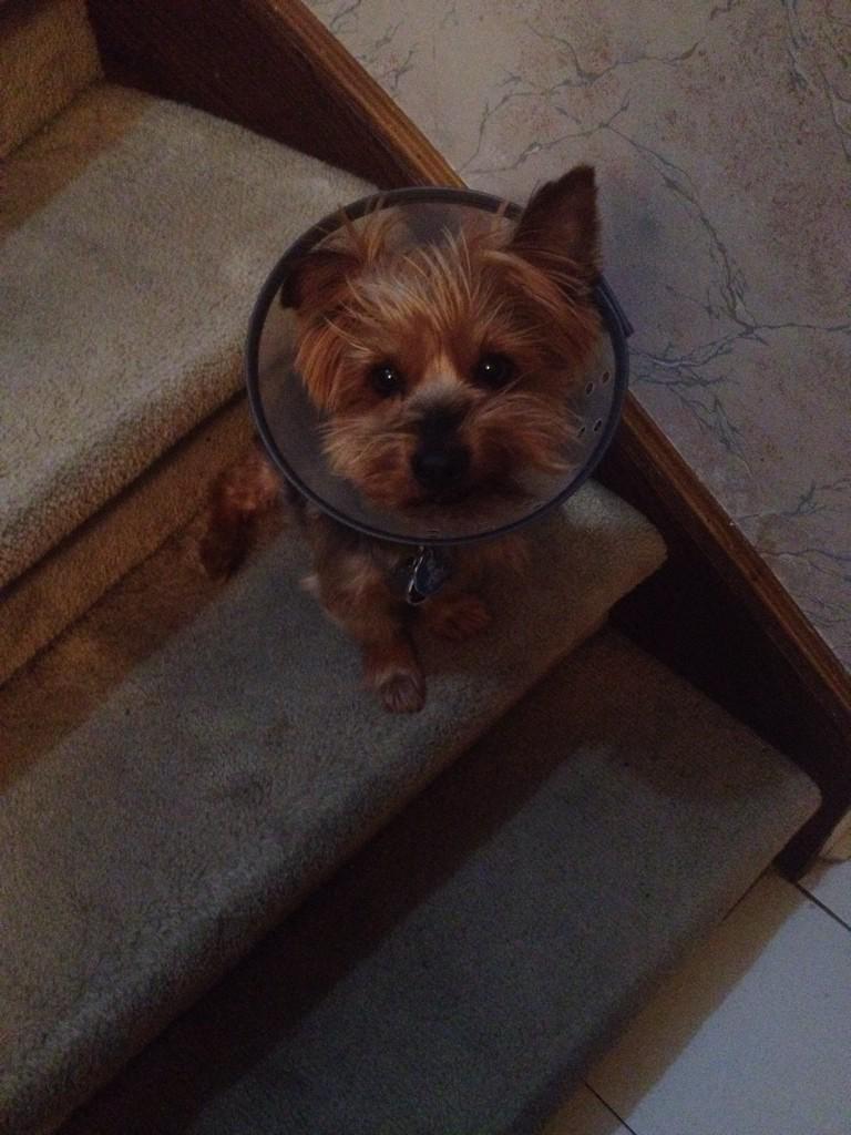Cone of shame 😕 My poor Lucky