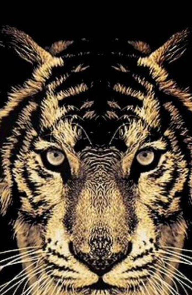 BvilleFbFans's tweet photo. TIGERS WIN!! Tigers: 42 NLR: 10. Tigers advance to the 2014 7A State Championship! See you next Saturday! GO TIGERS!! http://t.co/oud2AMRtlr