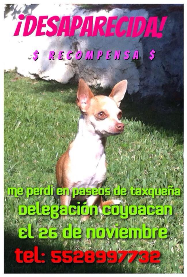 laDelCarmen_BJ's tweet photo. “@LetyPolinaMx: @Coyoacan_ http://t.co/xROsBcQwWO” @_PatriciaAnaya @PrrosPerdidosMX @Tango_BME