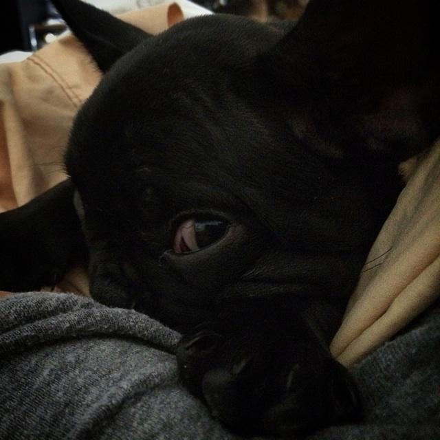 Enough people convinced me that baby Taio looks like stitch. Now I know what We're gonna be next yr for<a href="/tag/prop60"class="tags"><span>#prop60</span></a><a href="/tag/noprop60"class="tags"><span>#noprop60</span></a>