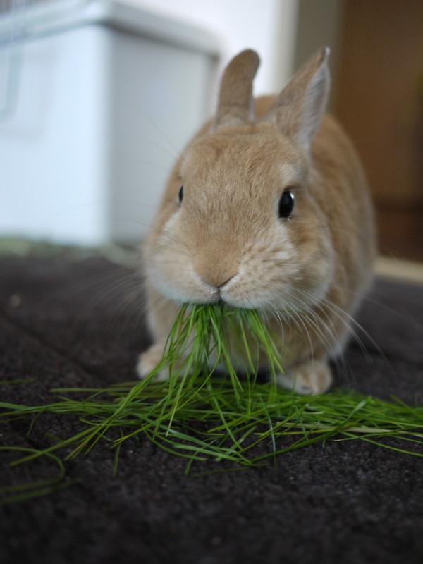 うさぎ画像 掃除機食い Http T Co Bq02tng4ud