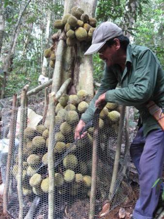 Download 74 Koleksi Gambar Durian Kura Kura Paling Bagus Gratis HD