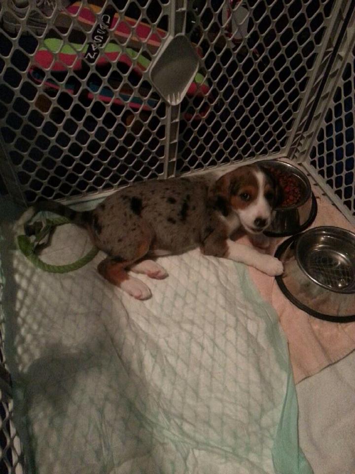 ChelseaBeavers's tweet photo. He will always be the cutest little pup! http://t.co/zCelEWY8e8
