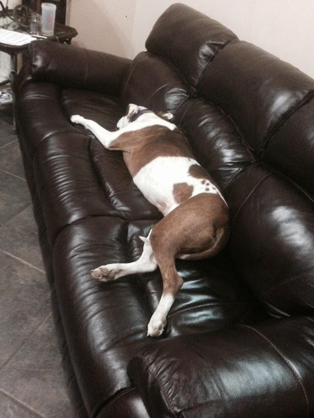 ClayMillican's tweet photo. This girl has it made stretched out and laid out Snoozing !!! #Jolie #pitlife #spoiled #hasitmade http://t.co/H824noE5UO