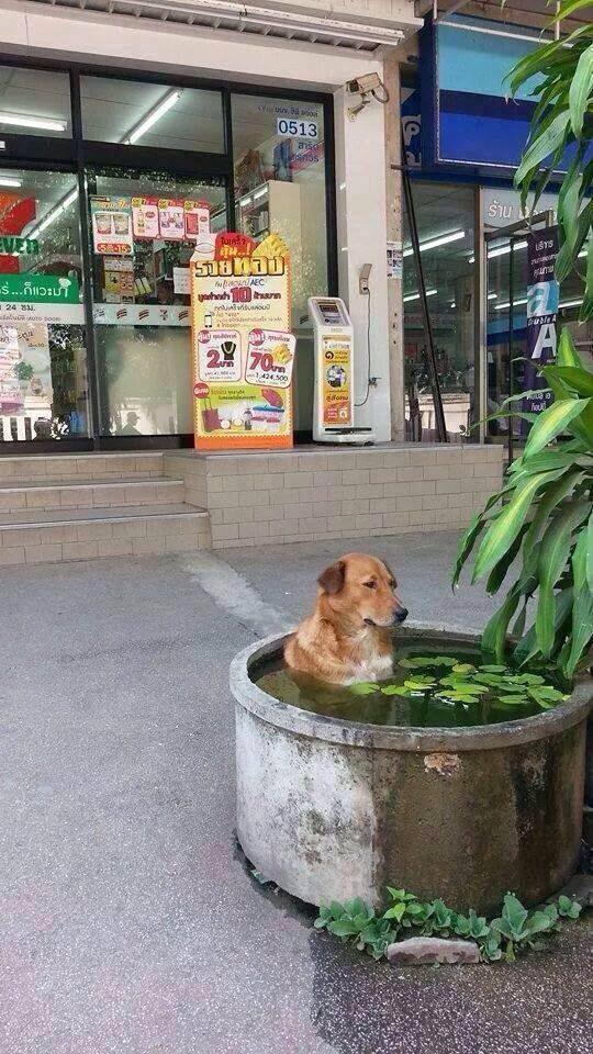 ppuayza's tweet image. อากาศมันร้อนเลยต้องลงสระ555 #สัตว์โลกอมตีน #สุนัขเป็นสัตว์ปัญญาอ่อน