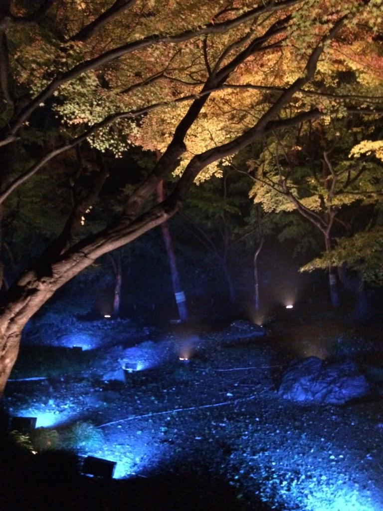 Shiiiin_ya30's tweet photo. 東京・駒込にある六義園という紅葉の名所です。秋の最後に、素晴らしい紅葉のライトアップが見れていい思い出ができました。
あさってから、いよいよ冬ですね！寒さに負けずに、頑張ってまいりましょう♫ http://t.co/9GYMQYokiv