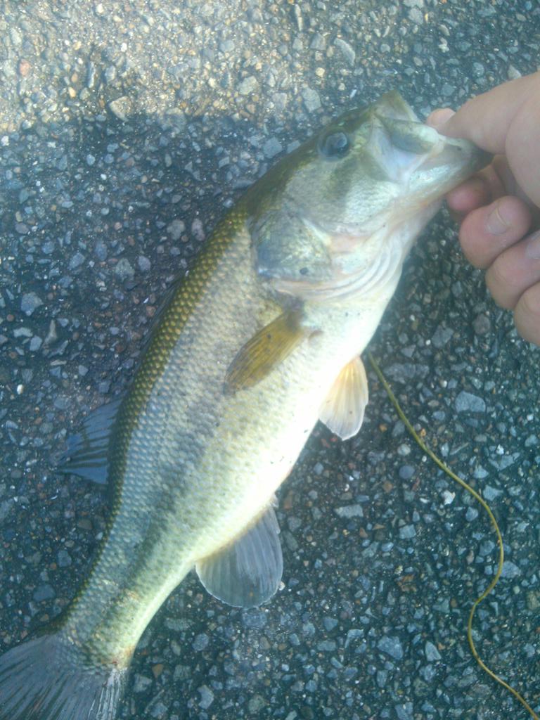 SumouAngler's tweet photo. 今日ゎ朝７時から釣りに��きました（笑）
まずまずでしたなぁ（笑）
平和台わこれからやね（笑） http://t.co/R8aXYkJs0q