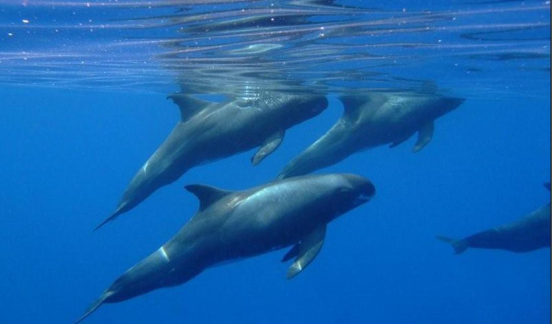 oceananimals101's tweet photo. ユメゴンドウ http://t.co/m1hGRu0tF4