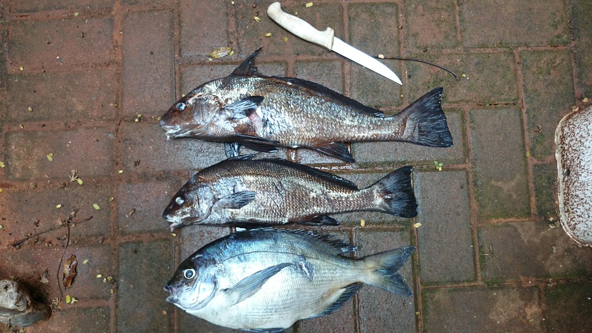 RobertGordonKyl's tweet photo. First time in the water with a gun 4 ages! Nothing to write home abt but fresh fish there is for lunch!#spearfishing http://t.co/CvLxzaw8Bg