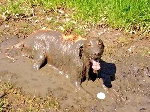 MichaelDAClarke's tweet image. "The good news is that I found the ball."