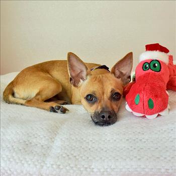 AdoptMeCA95035's tweet photo. I'm #Ginny_HSSVCA_01 an adoptable #Chihuahua #pug #dog! #chug #chuggle maximum snuggle! https://t.co/EylhJOxtxc #HSSV http://t.co/KHuiRJYcy3