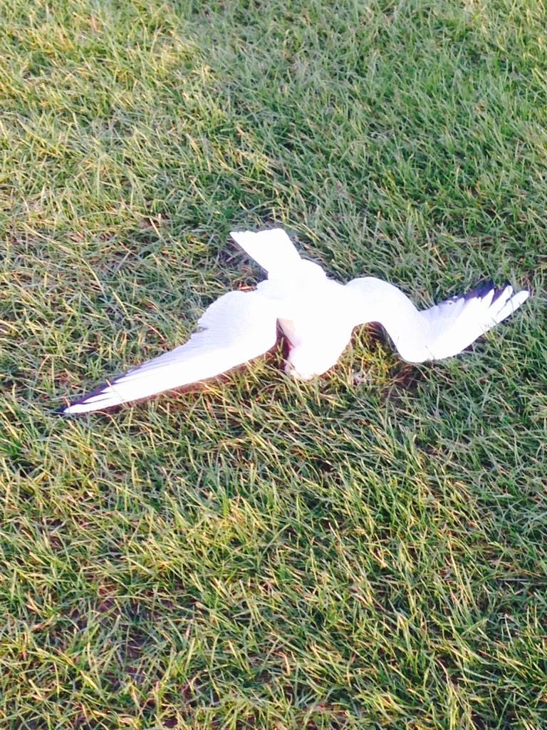 tomwild1's tweet photo. A rather unfortunate casualty from today's round of golf. Wrong place, wrong time. #rightintheface #wrongtypeofbirdie http://t.co/s5YyyAqm0Z