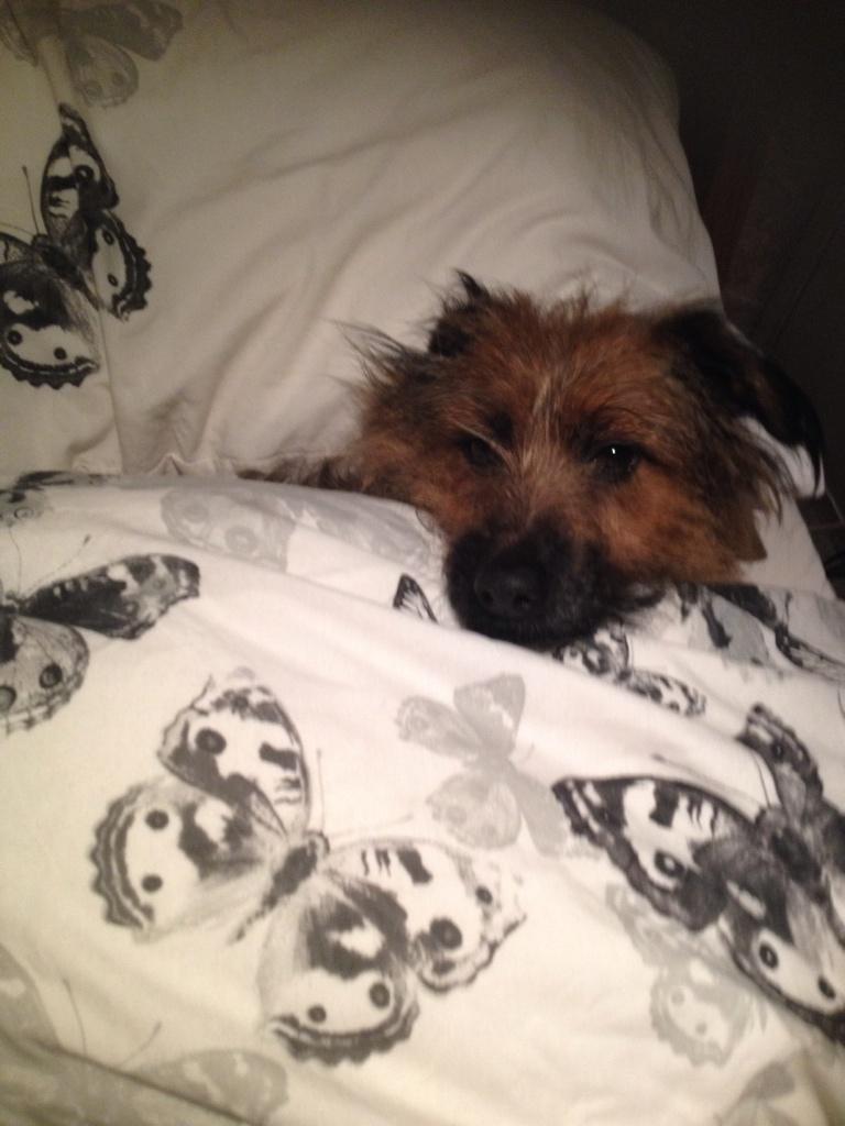 Normanisadog's tweet photo. Miss you dad! #honest #bigbed #cosy #notsharingmum http://t.co/21HdxN1HWM